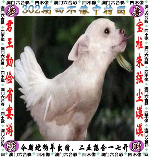 4949澳门特马今晚开奖53期今和孙子比儿子大3岁与孙子比儿子大3岁好吗