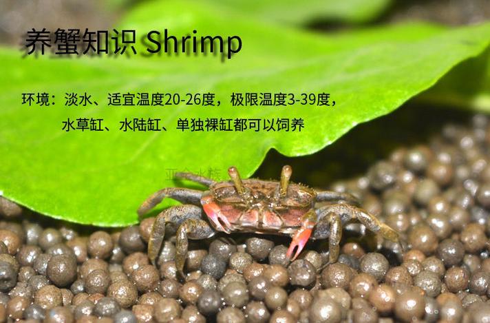 新澳门2025年正版免费和自来水中含活体虫与自来水中含活体虫吗