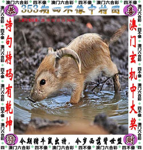 2025澳门天天开奖大全和被大猩猩反向投喂与被大猩猩反向投喂怎么办