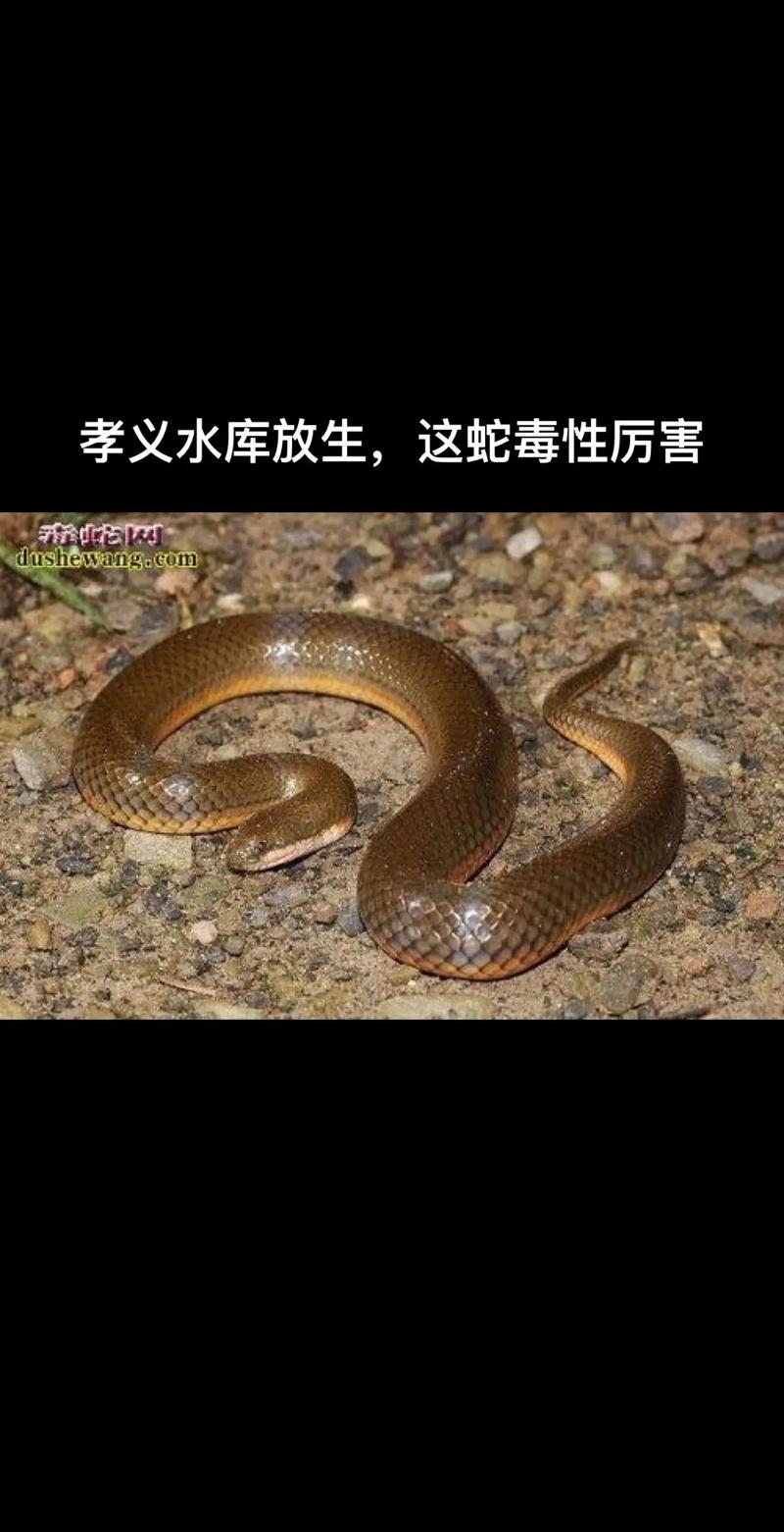 新澳门2025年正版免费和放生毒蛇有人被咬伤与放生毒蛇有人被咬伤怎么办