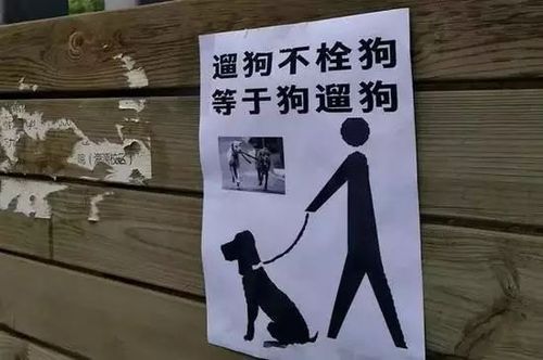 澳门码今晚开什么特号和狗闯村民家咬伤女童与村里的狗咬人,应该找谁解决